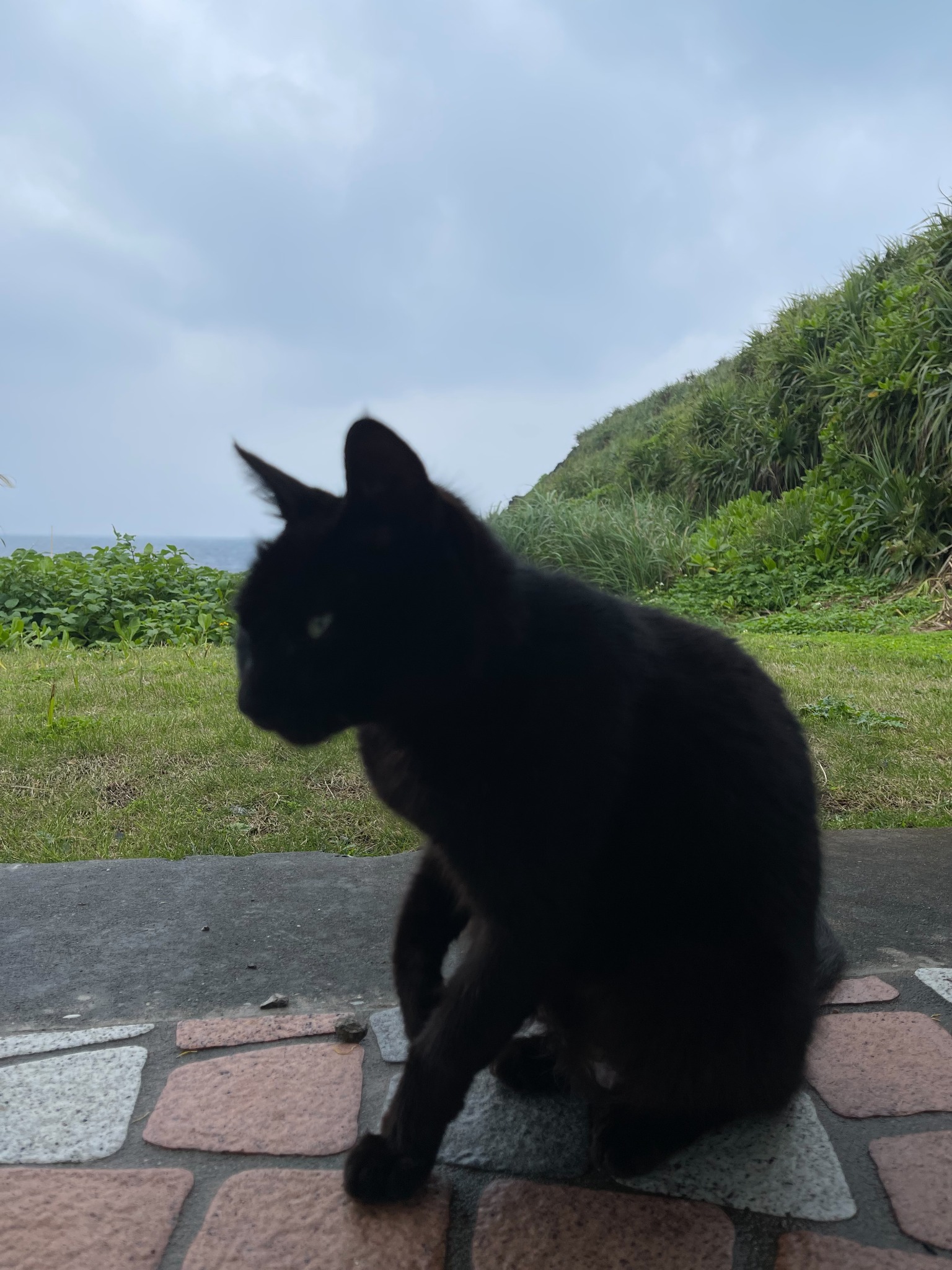 与那国島の海辺にたたずむ猫