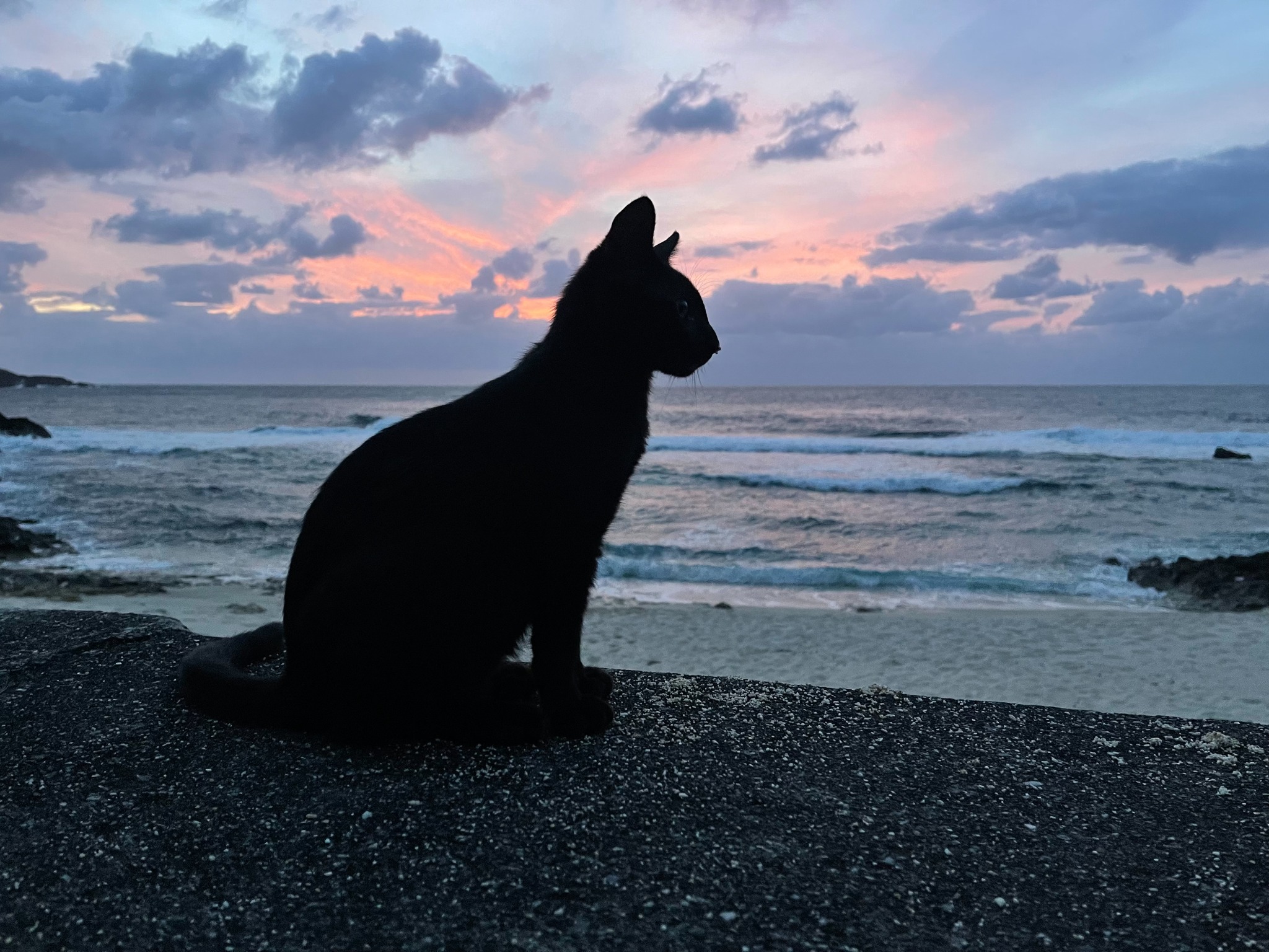 与那国島の夕暮れの海と猫